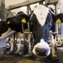 Holstein cows are milked at the Sunburst Dairy Farm in Belleville. The UW Dairy Innovation Hub Student Challenge aims to dream up ideas to help the dairy industry.