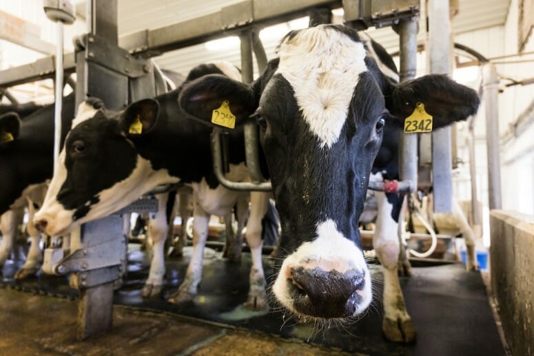 UW students team up to develop innovative solutions to dairy industry ...