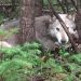 A wolf lying on the ground between trees