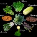 Nine examples of domesticated Brassica rapa, a single species that humans have bred into root vegetables like turnips, leafy greens like bok choy, and oil seeds.