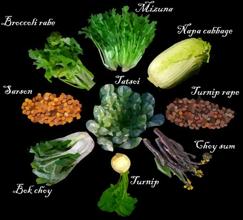 First we tamed turnips. Then we turned them into bok choy and other veggies.