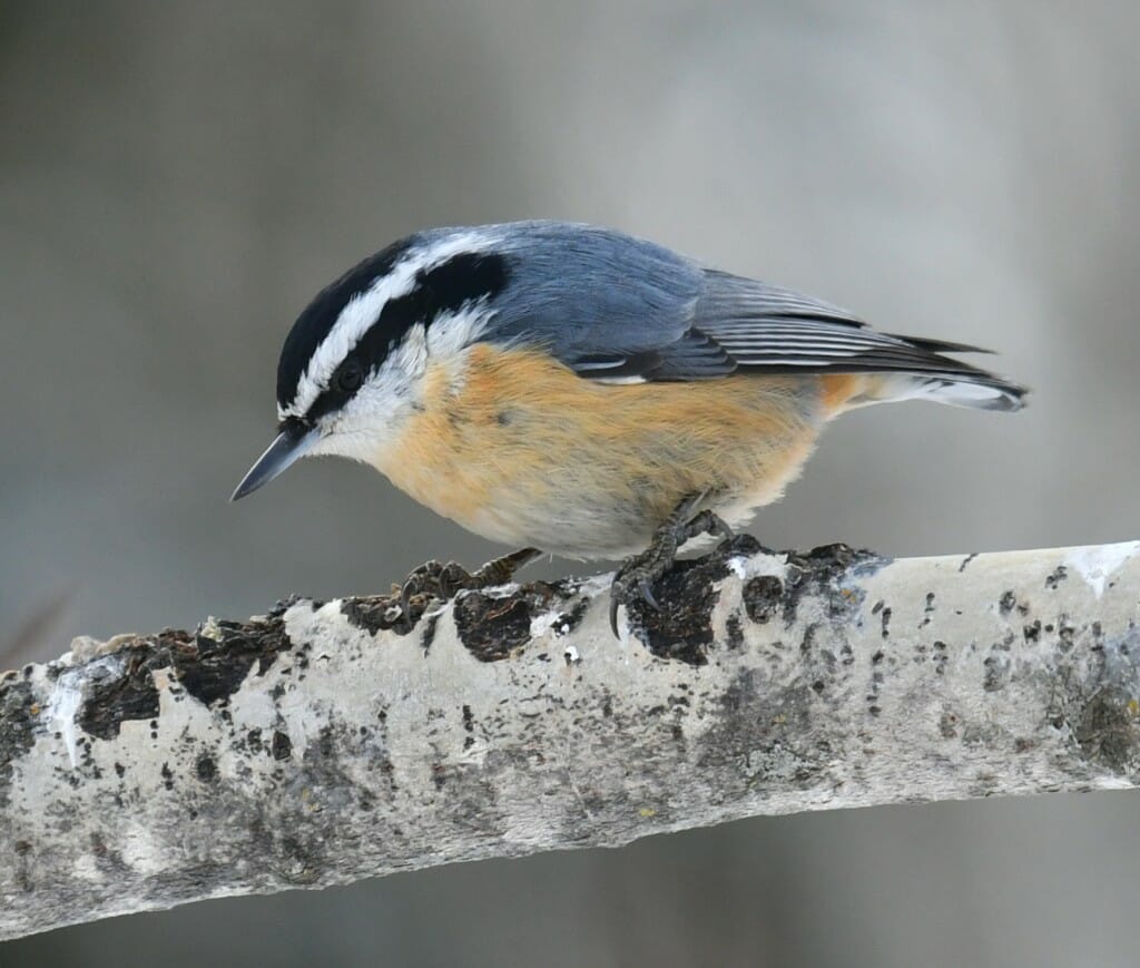 Red-breasted nuthatch on a branch