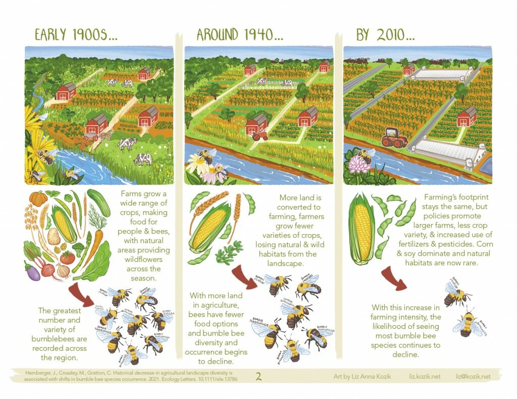 Bumble bee  Agriculture and Food