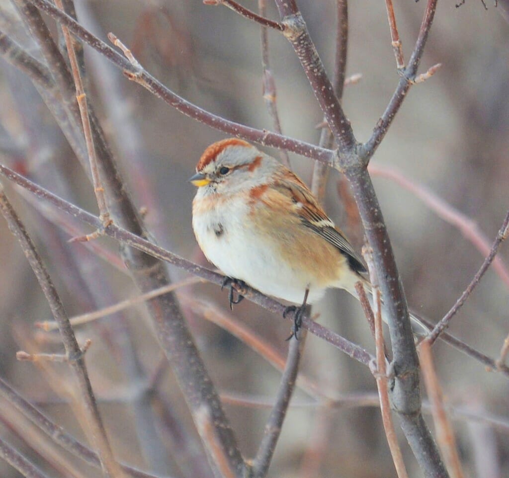 American tree sparrow on a branch