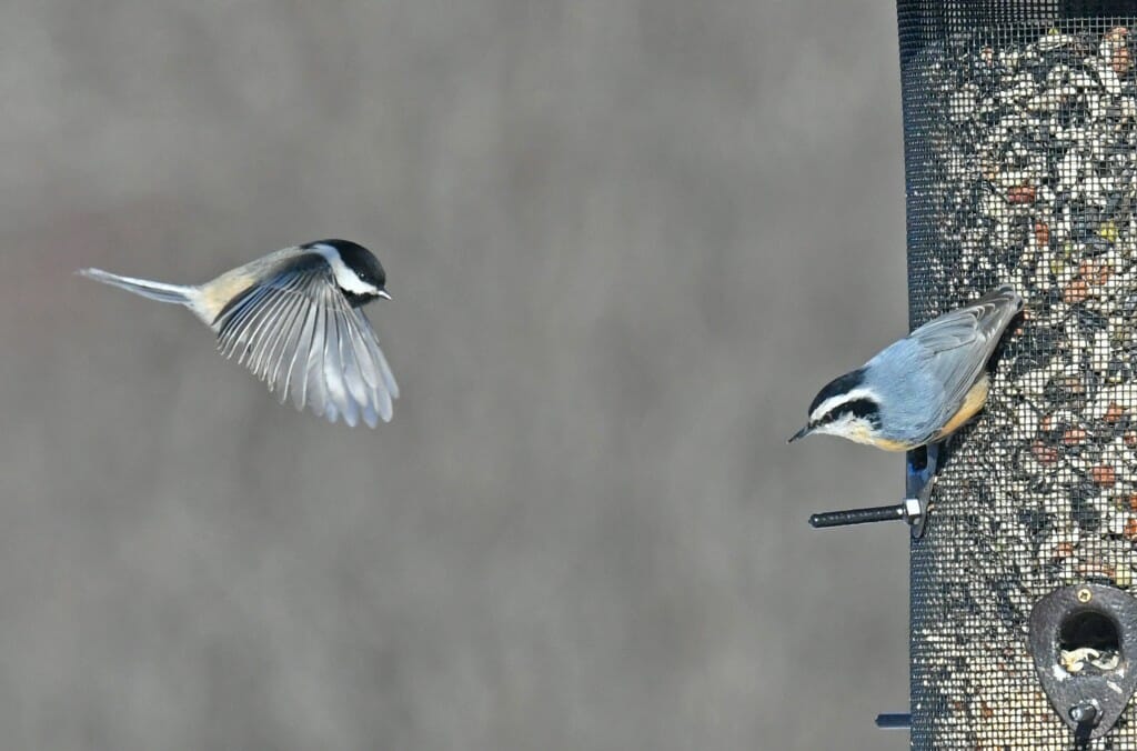 Black-capped chickadee and red-breasted nuthatch at a feeder