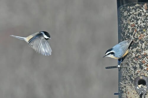 Polar vortex, winter heat may change bird populations