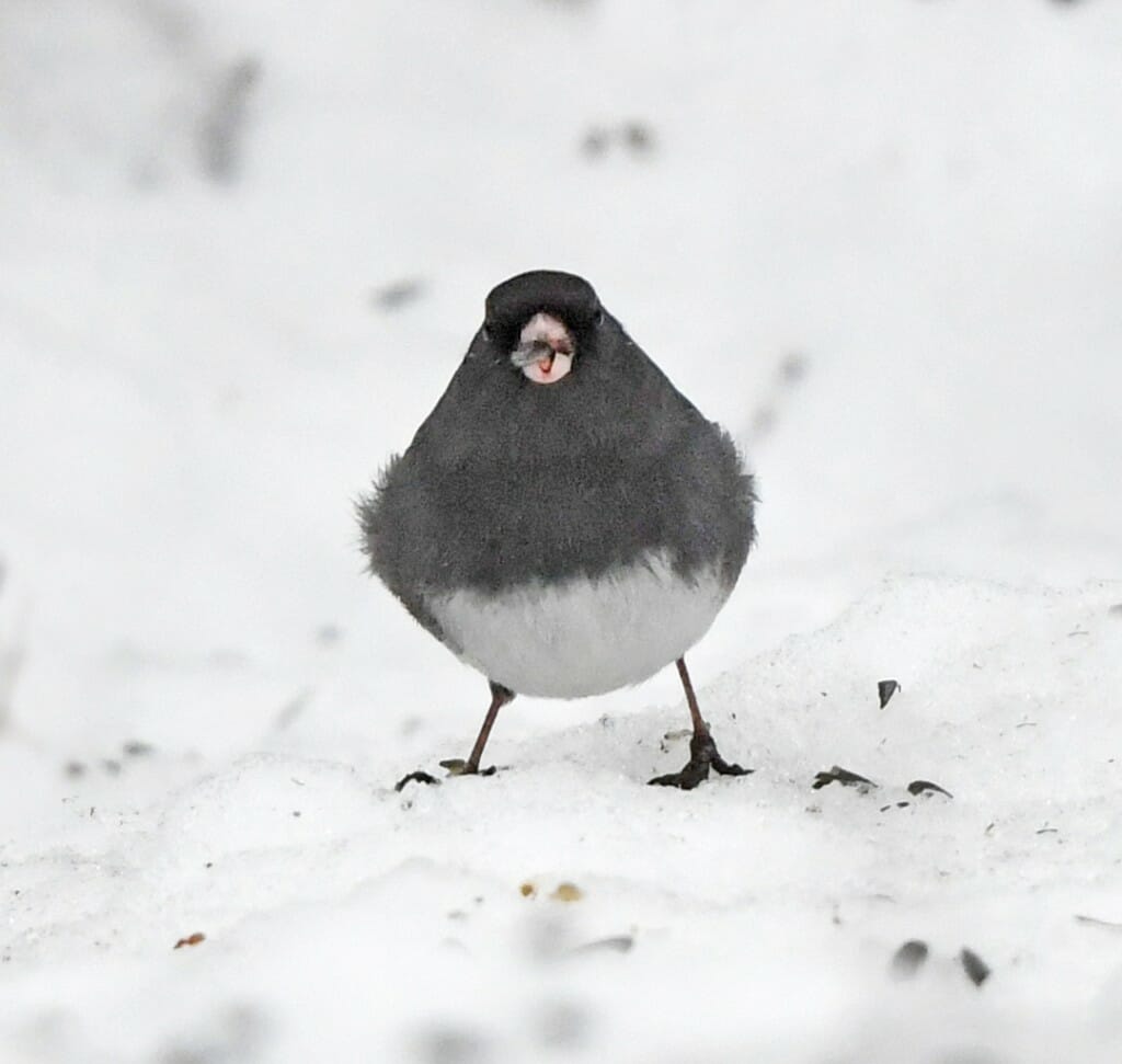 Dark-eyed junco standing in snow