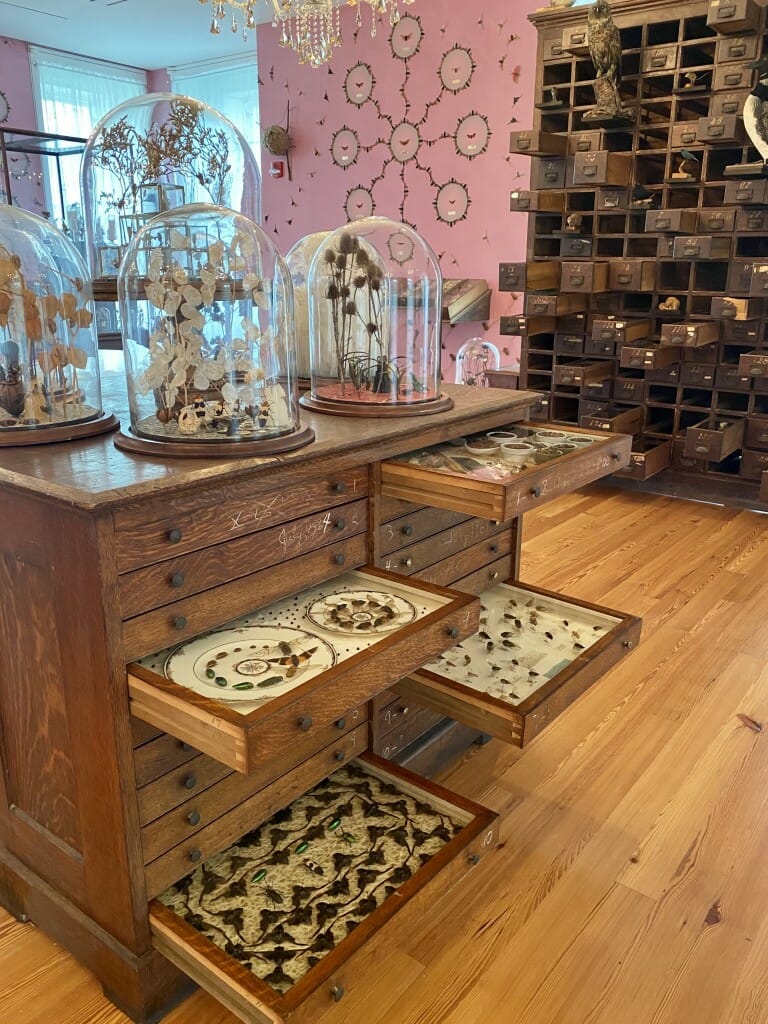 Wooden cabinet with drawers containing cicadas