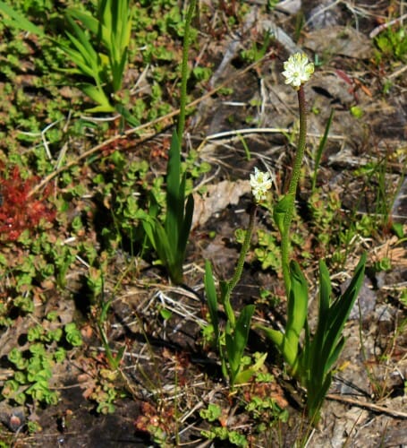 Triantha occidentalis plant in ground