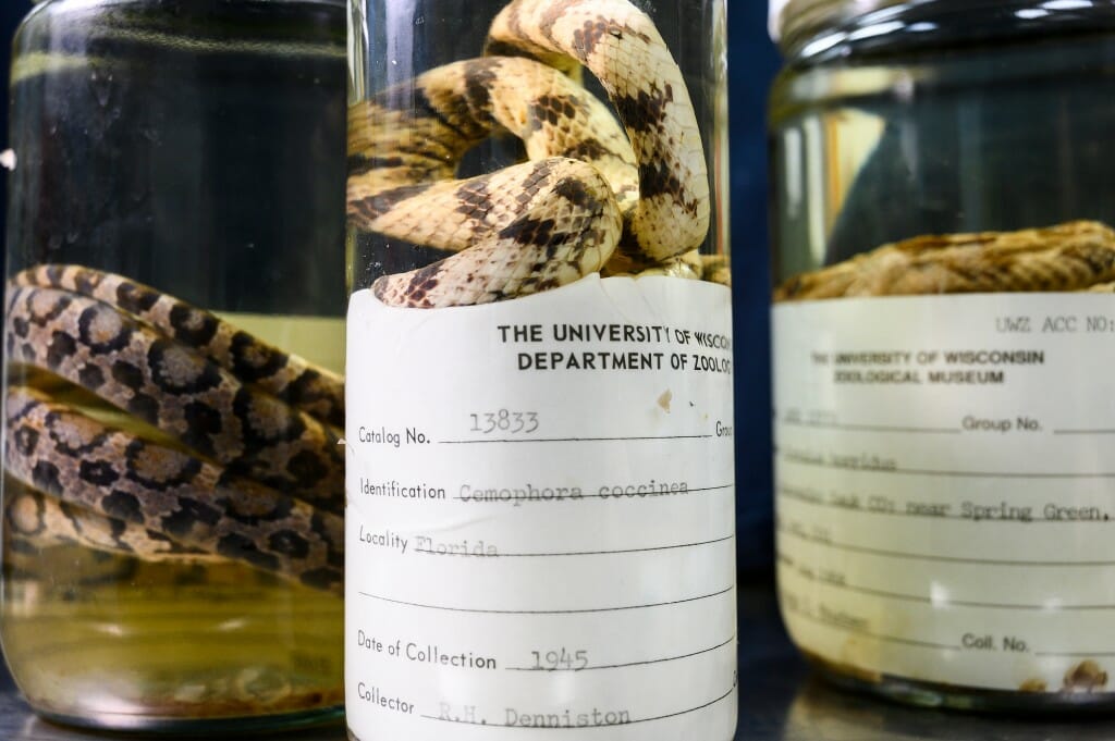 https://news.wisc.edu/content/uploads/2021/08/Zoology_snakes21_4549-1024x681.jpg