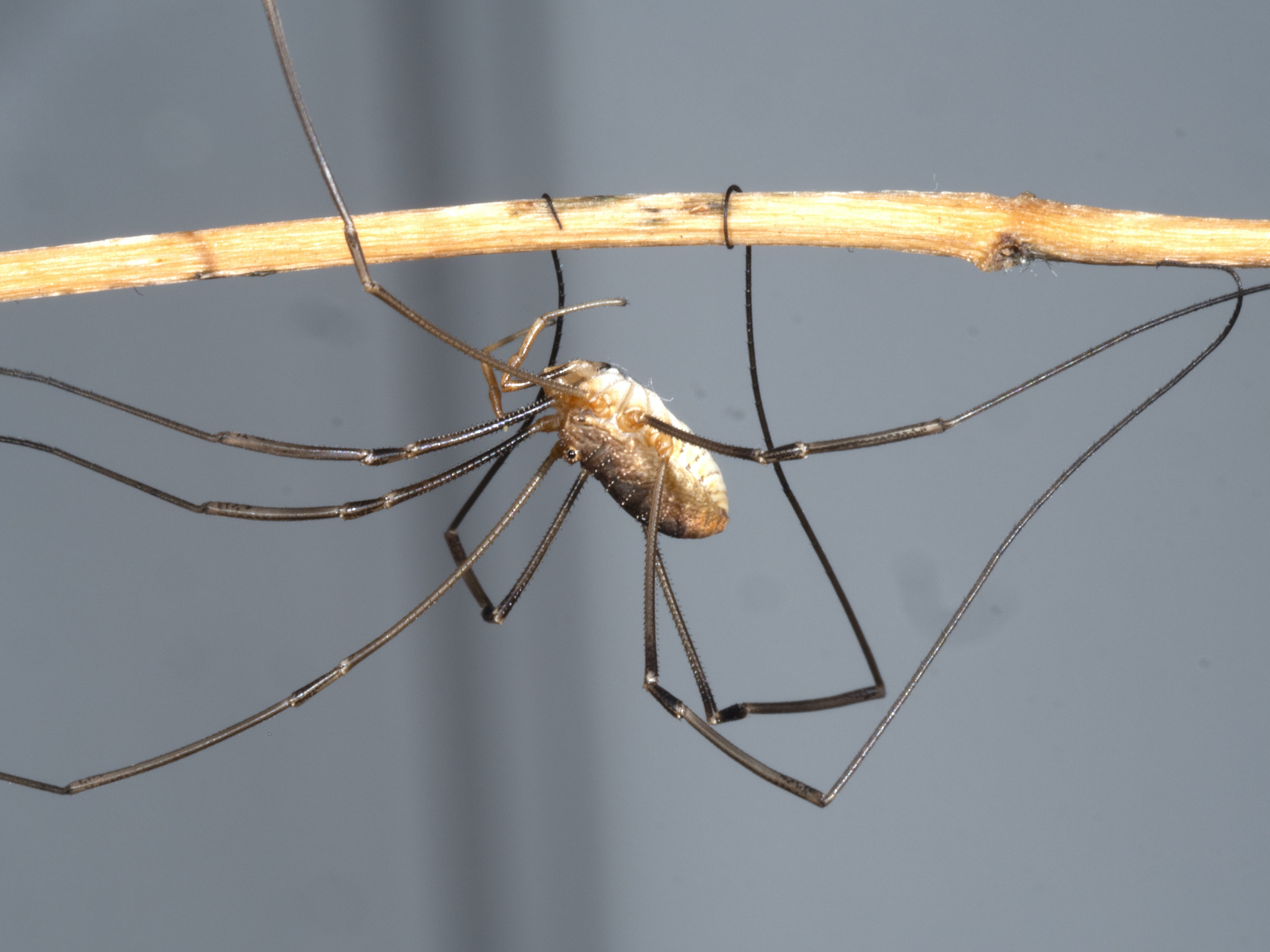 Daddy longlegs got their long legs by reusing some old evolutionary tools