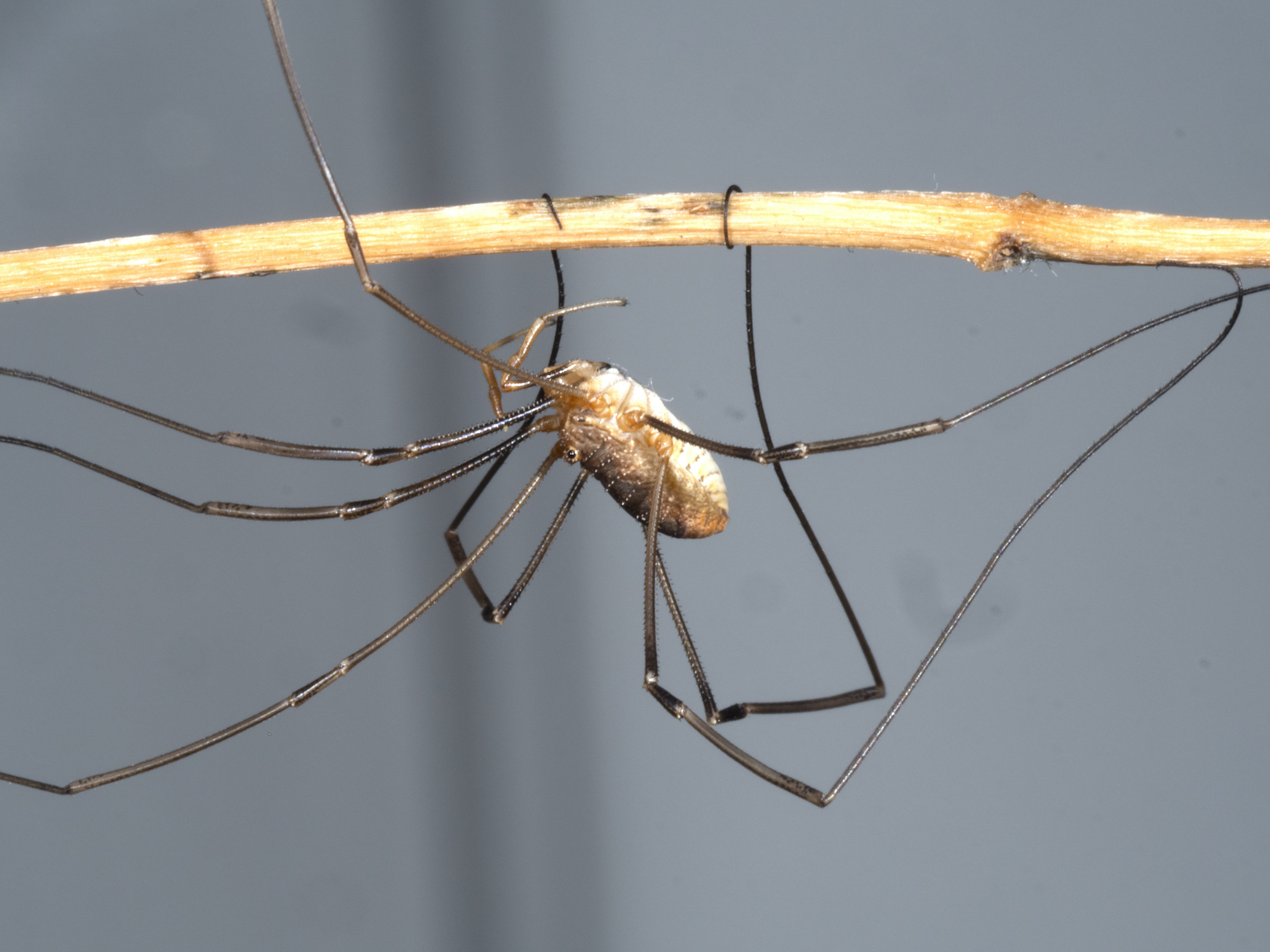 Daddy longlegs got their long legs by reusing some old