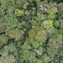 Intact tropical forest in the Congo Basin surrounding a protected area.