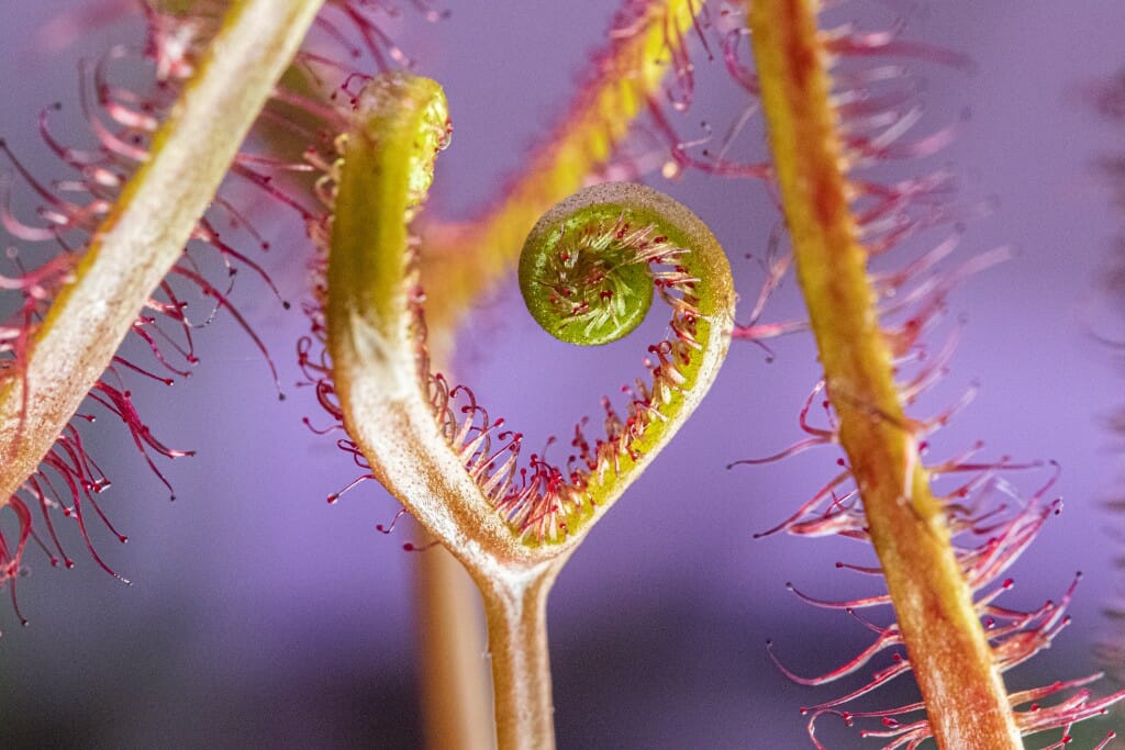 Sundew plant