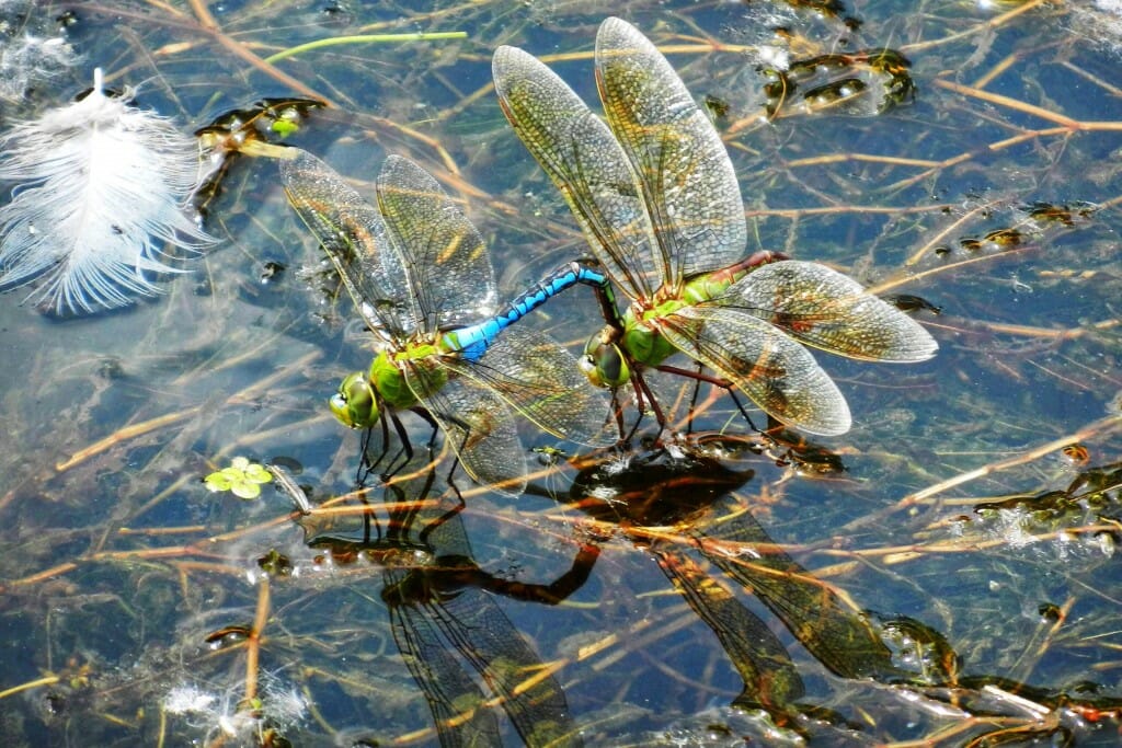 Dragonflys on water