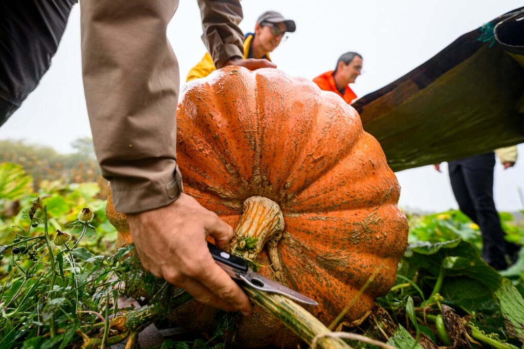 Closeup of a pumpkin