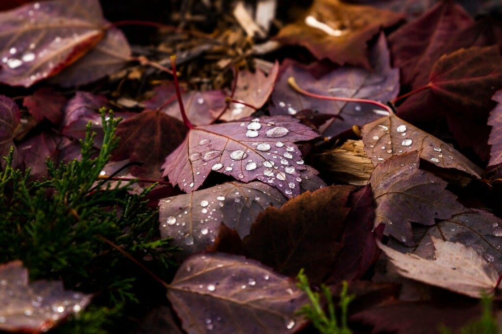 Falling rain on fallen leaves makes the Botany Garden behind Birge Hall a prime location to watch nature turn the calendar pages. 