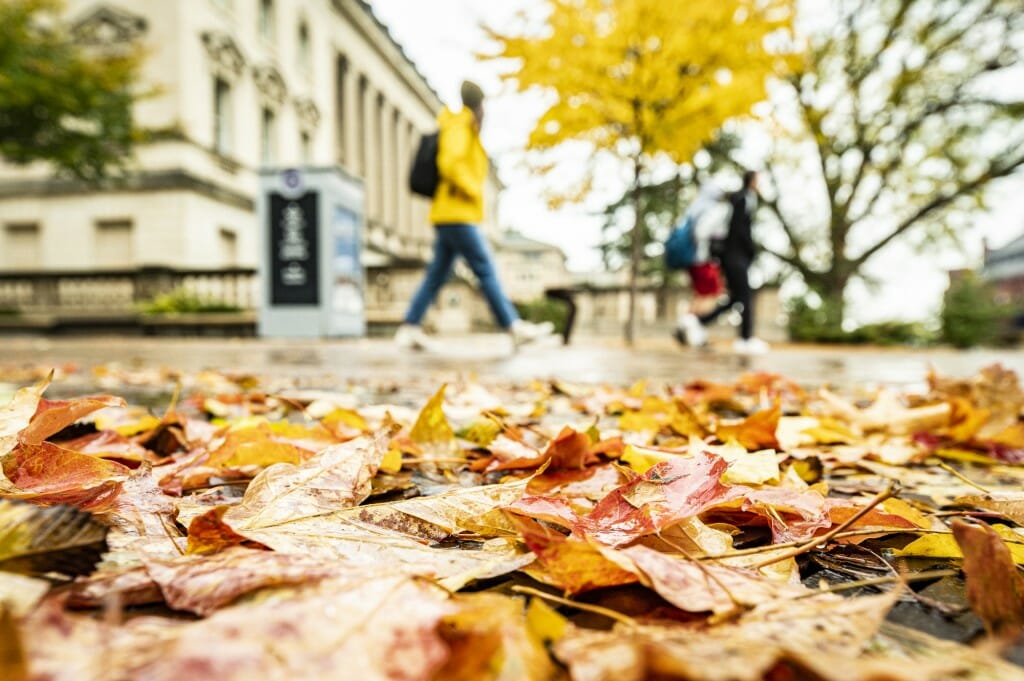Their single season on Earth having passed, from budding out to bidding adieu, fallen leaves accumulate on a sidewalk near the Wisconsin Historical Society.