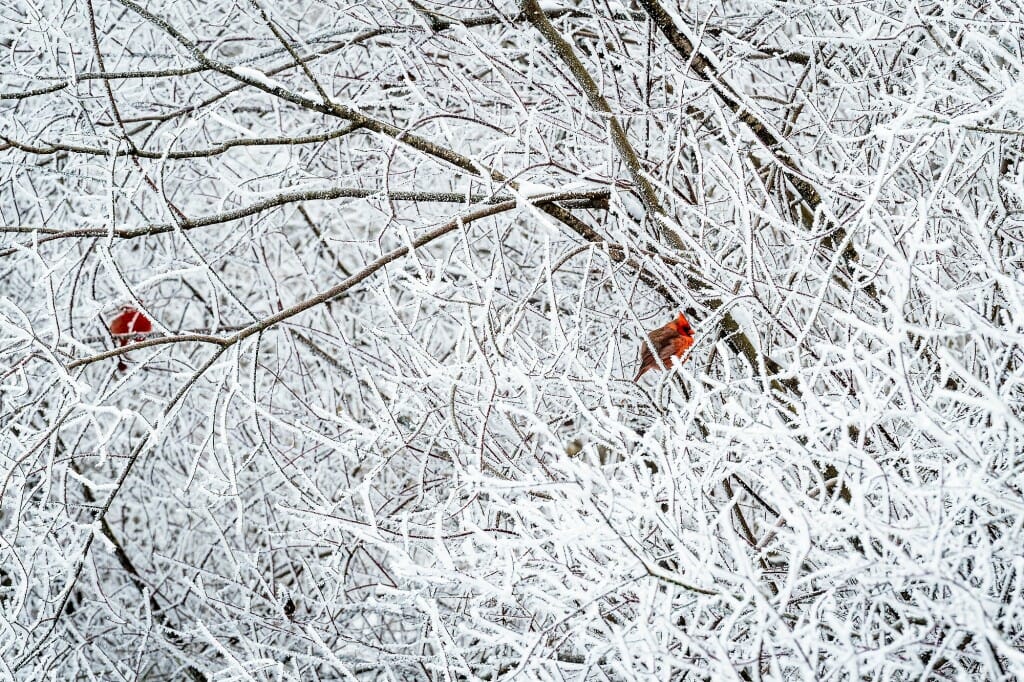2 male cardinals on frost-covered tree branches