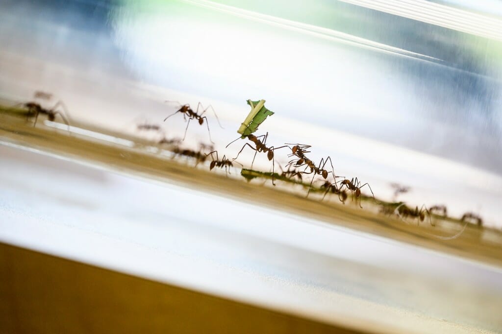 Several ants, one carrying a piece of a leaf, walking along a plastic tube