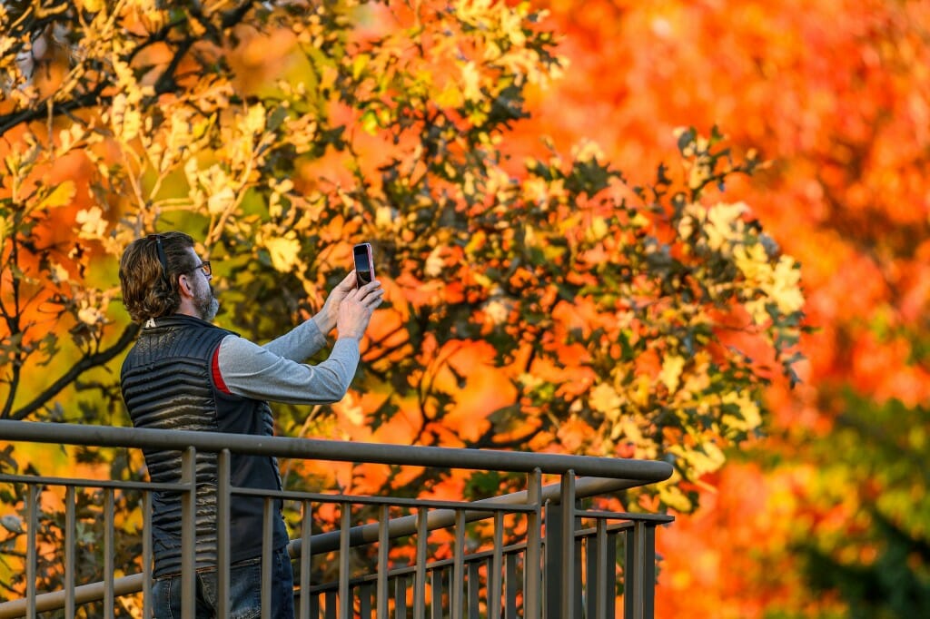 A person standing on a balcony and taking pictures of orange leaves on a tree