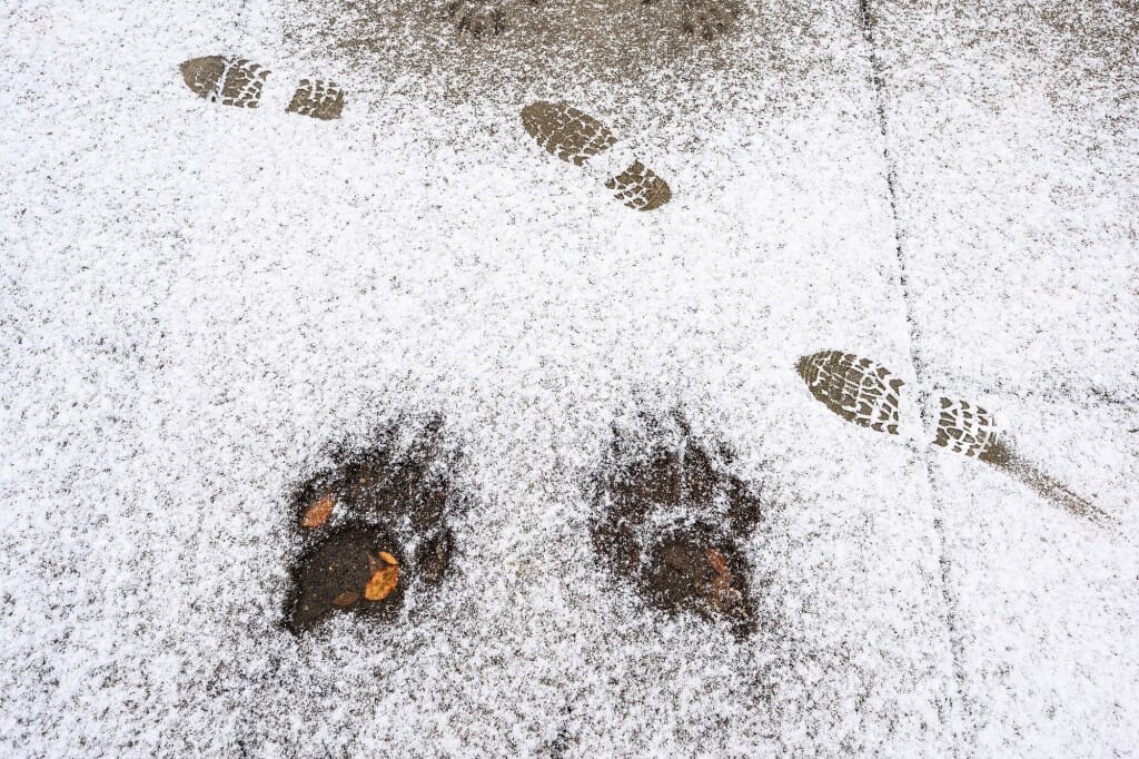 Paw prints and shoe prints in a dusting of snow on a sidewalk