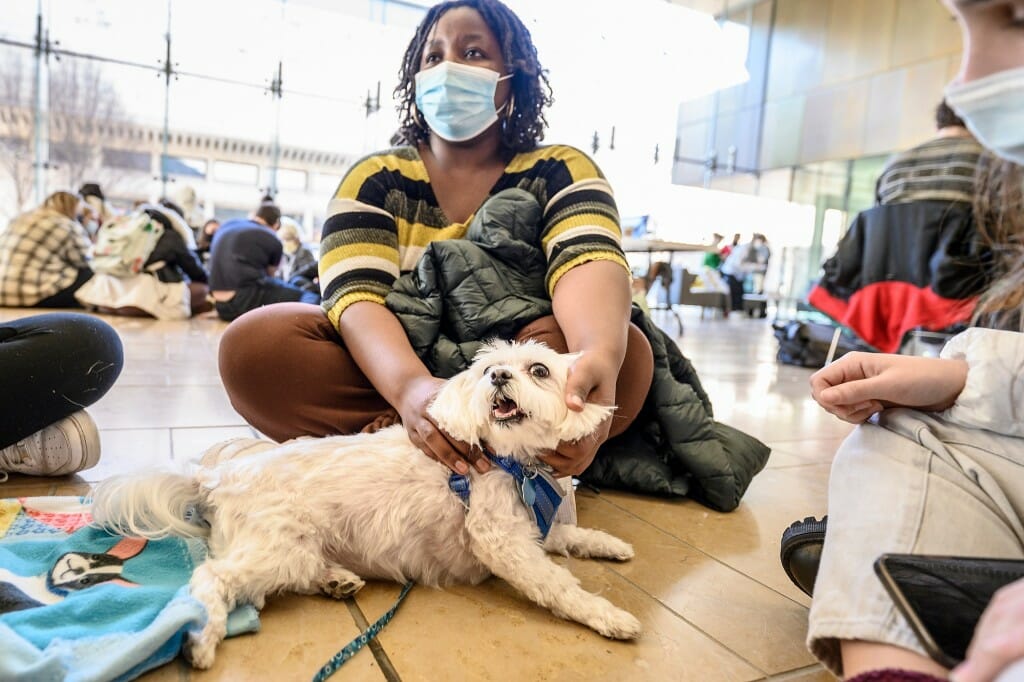 Jessie, a Maltese-mix dog with Dogs on Call, is petted by student Grace Ruo.