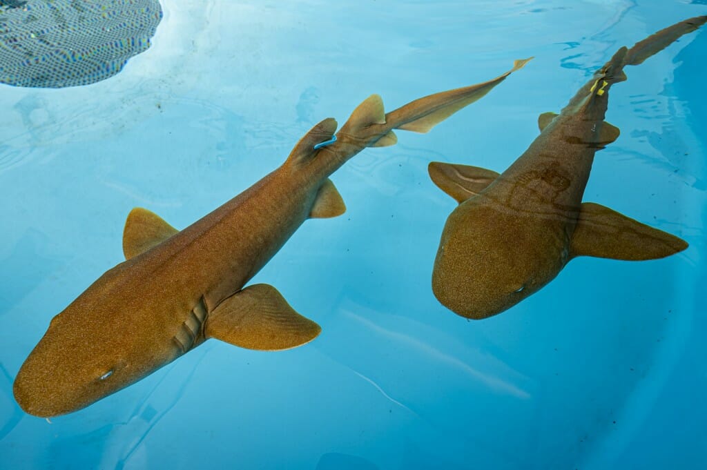 Nurse sharks swimming in a tank