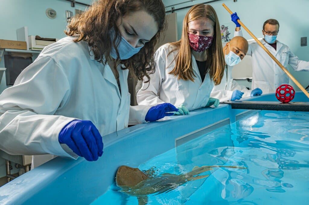 Two people wearing face coverings, lab coats and rubber gloves put food in the water