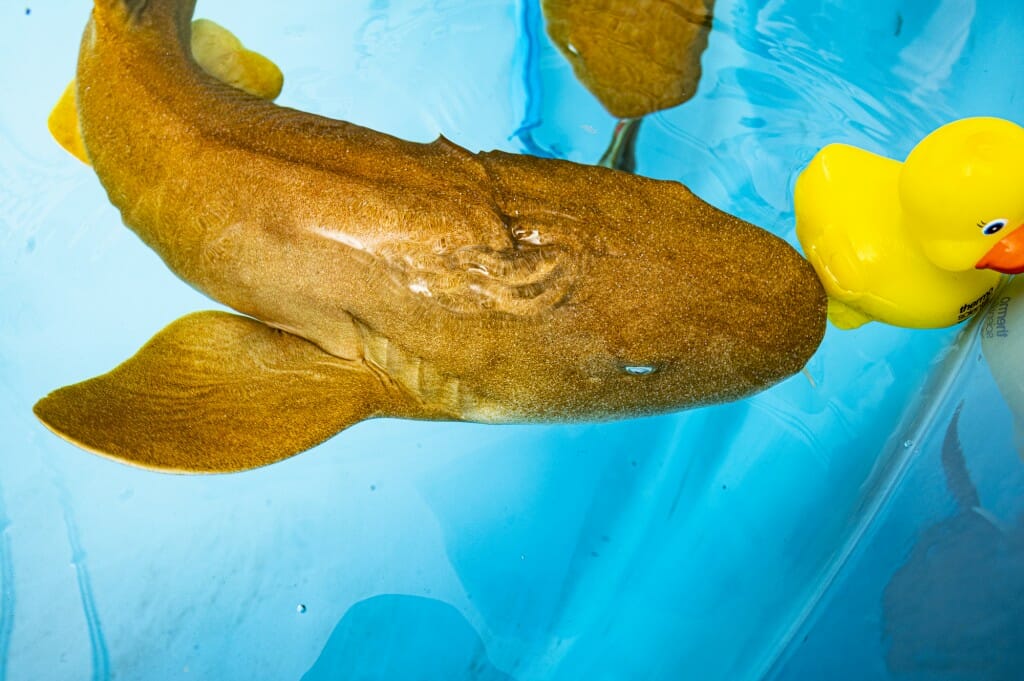 Closeup of shark in tank swimming up to a yellow rubber duck