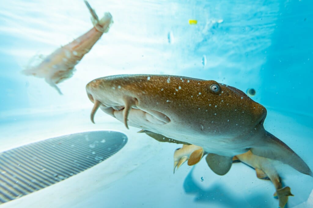 Closeup of sharks swimming in tank