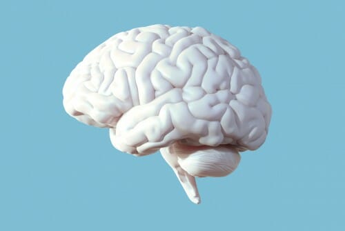Artist's rendering of a human brain