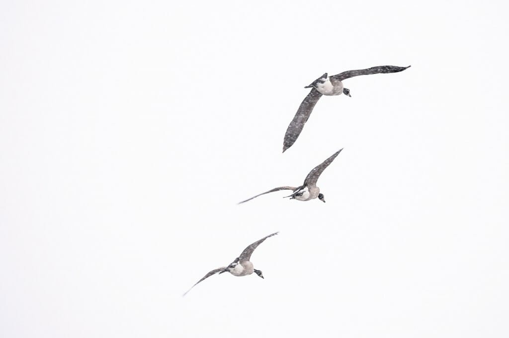 Photo: Three geese in a winter sky.