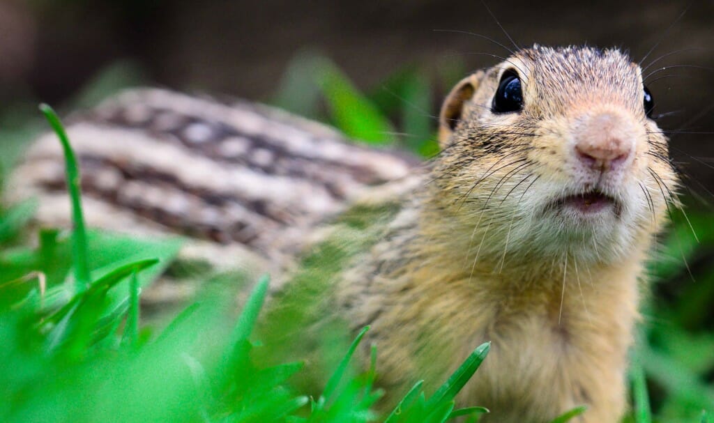 Closeup of the face of a ground squirrel