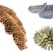 Three corals: one tan-colored, long and spiky; one yellowish, rounder and even more spiky; one coiled like a snake and purplish