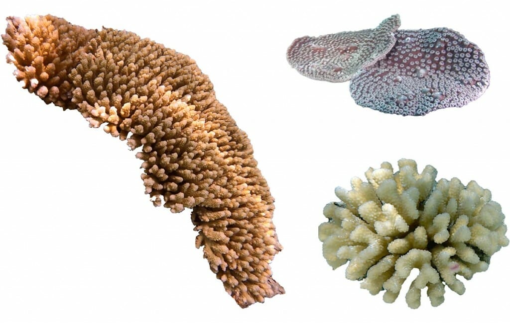Three corals: one tan-colored, long and spiky; one yellowish, rounder and even more spiky; one coiled like a snake and purplish