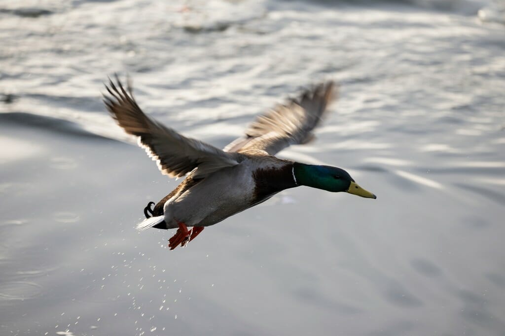 A male mallard takes flight above Lake Mendota.