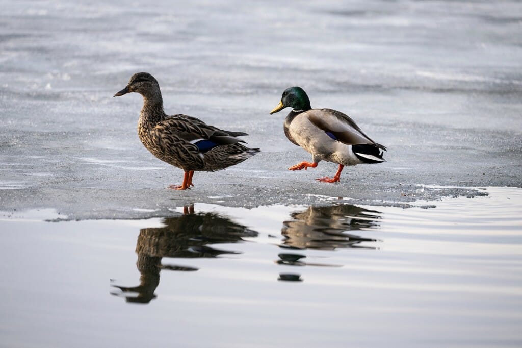 Most species of ducks find a different mate each year, with many waterfowl often forming bonds between the months of December and March on the wintering grounds or during the spring migration.