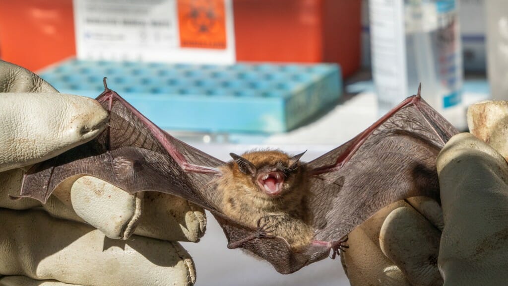 Close-up of a bat with outstretched wings and bared teeth, held by gloved human hands