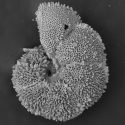Microscopic image of foraminifera from species Morozovella allisonensis, resembling a spongy object curled like a shrimp