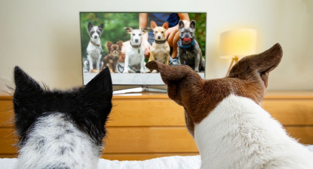 Canine TV preferences could lead to answers in protecting dogs’ eyesight