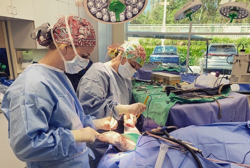 Veterinary medicine students launch software startup to serve clinics - University of Wisconsin-Madison