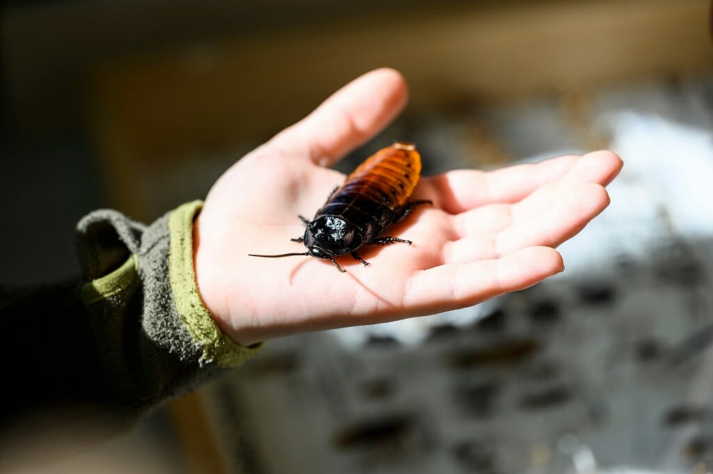 9-year-old Damien Gumm holds a Madagascar Hissing Cockroach at an exhibit staffed by August Easton-Calabria from the Crawl Lab in entomology.