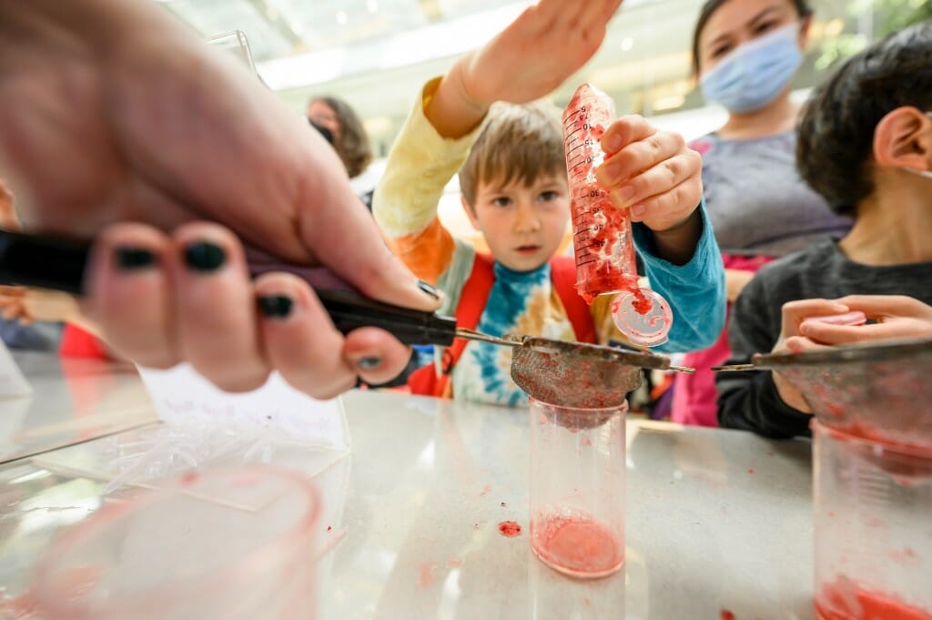 Kindergartner Kenyan Darley moves the cranberry content of a test tube through a sieve with the help of undergraduate student Jordan Cargill from the cranberry genetics and genomics lab in the Discovery Building.