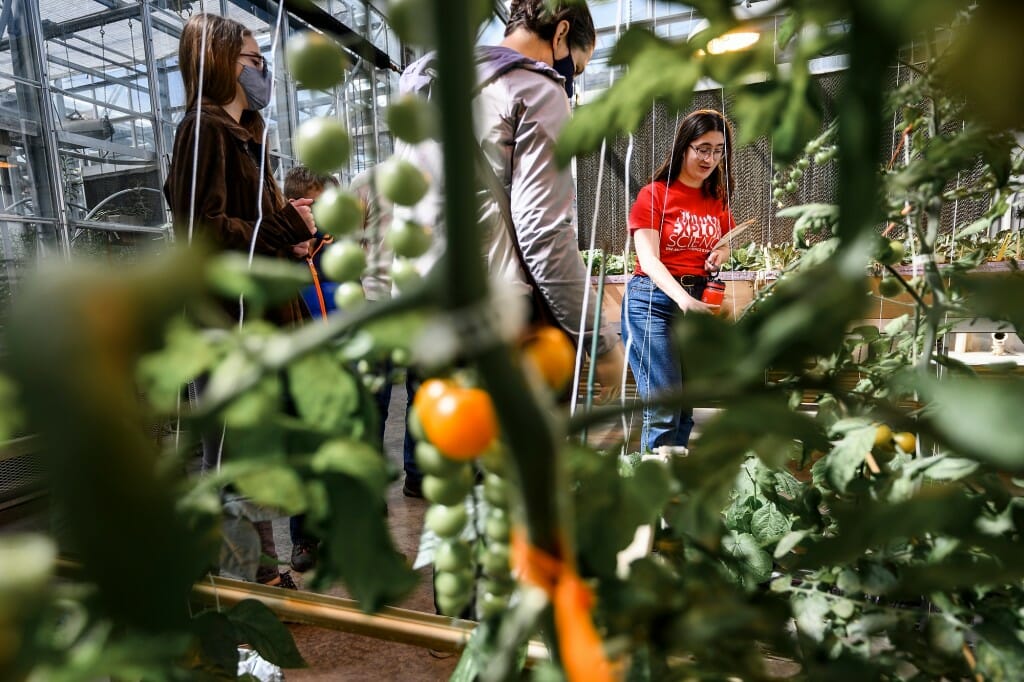 As seen through a tomato plant, at right, Savannah Kind, an undergraduate student in the Horticulture 335 Greenhouse Cultivation Lab, gives a tour of the greenhouse, showing how the plants are watered and the different substrates in which they are grown in the D.C. Smith Greenhouse.