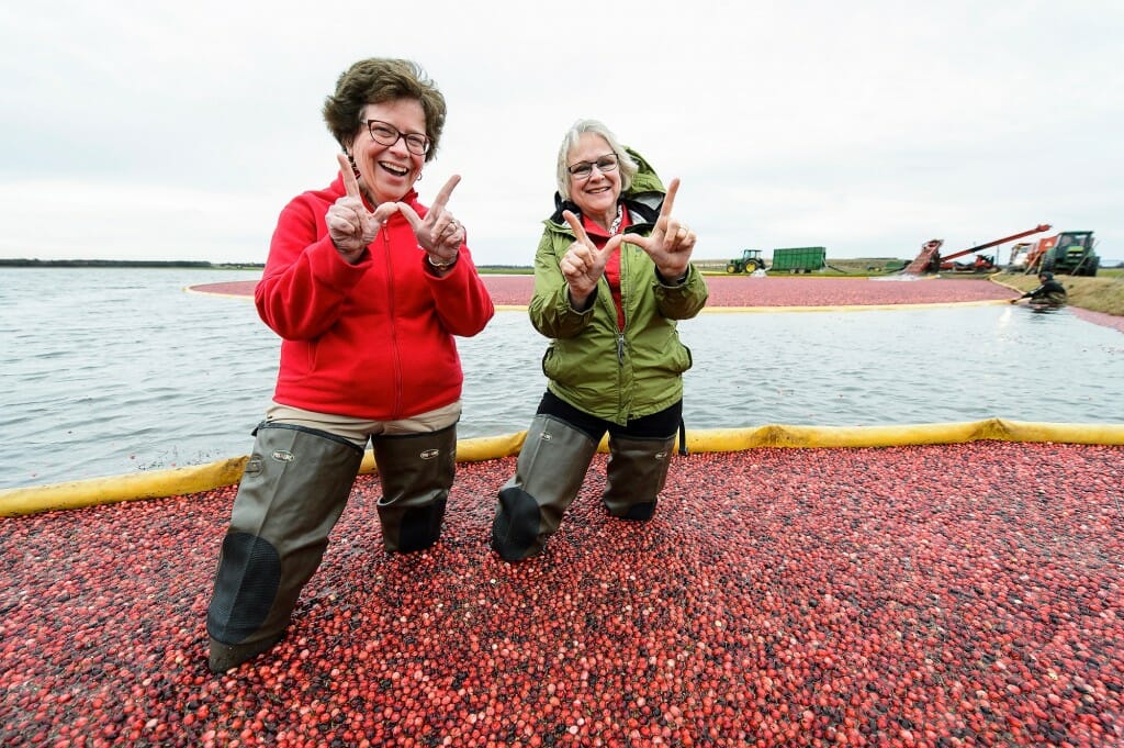 Blank and VandenBosch in hip waders in a flooded cranberry bog, making 