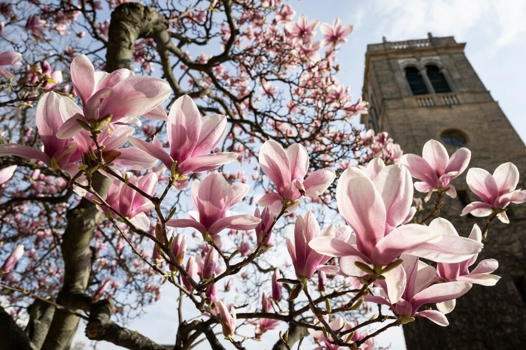 Closeup of pink flowers on a tree with bell tower in background