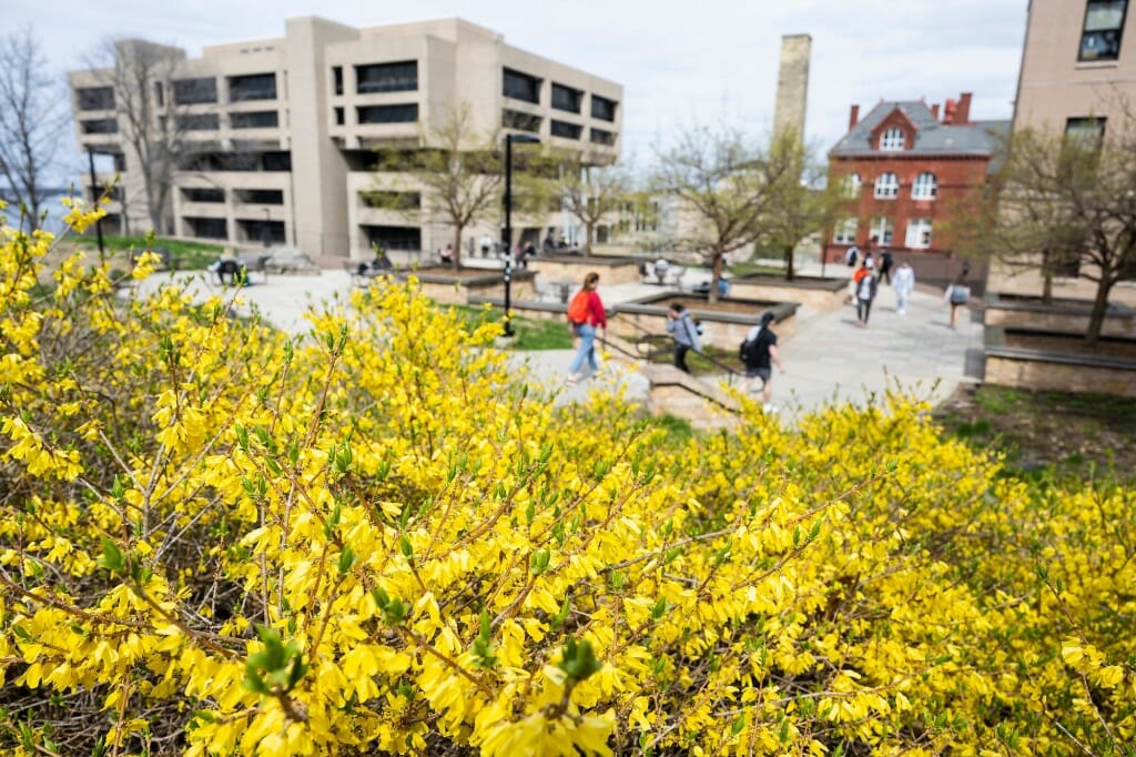 A shrub with yellow flowers in the foreground; a hard-scaped plaza and two buildings beyond in soft focus