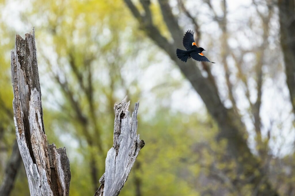 A small black bird with red and yellow epaulets flying away from a snag