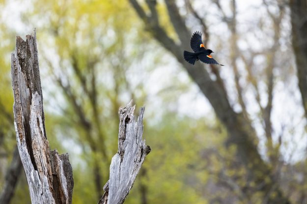 A small black bird with red and yellow epaulets flying away from a snag
